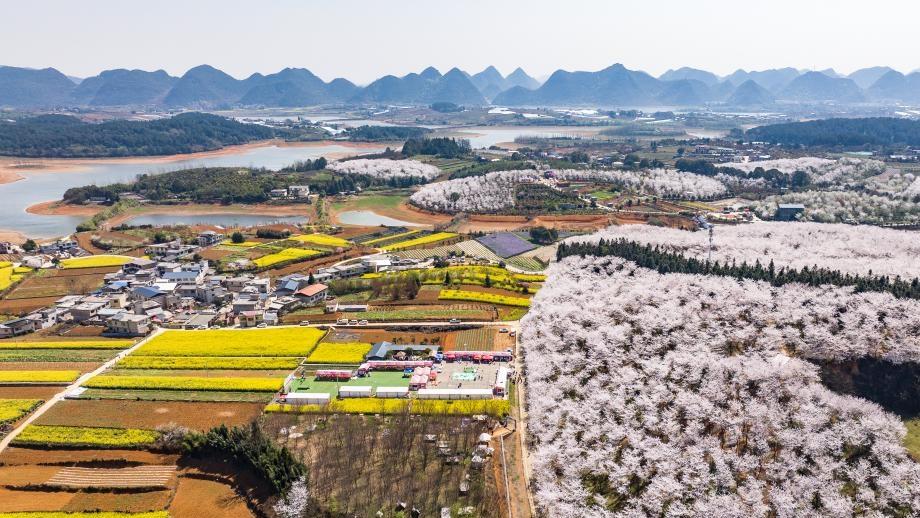 View of cherry blossoms in Gui'an New Area of China's Guizhou