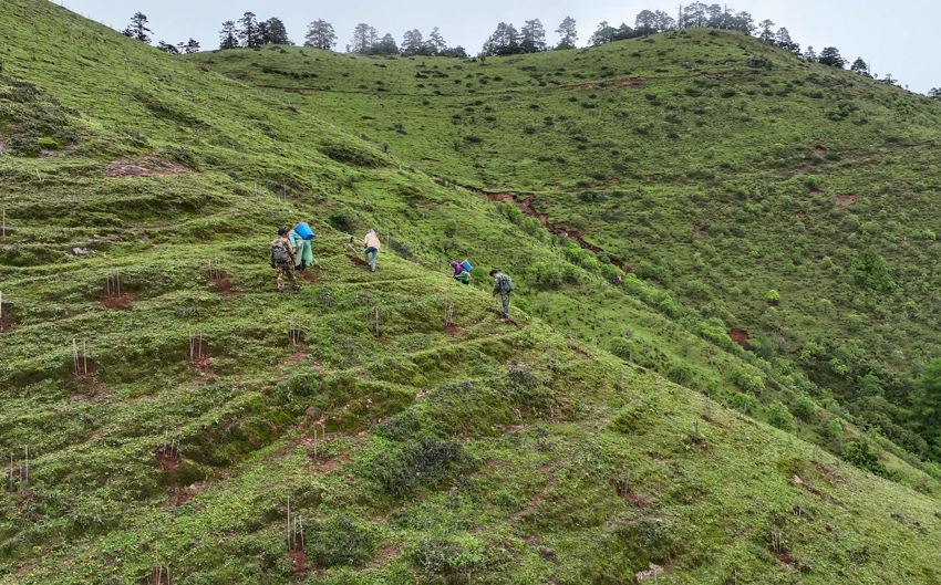 Yunnan snub-nosed monkeys flourish in nature reserve in SW China