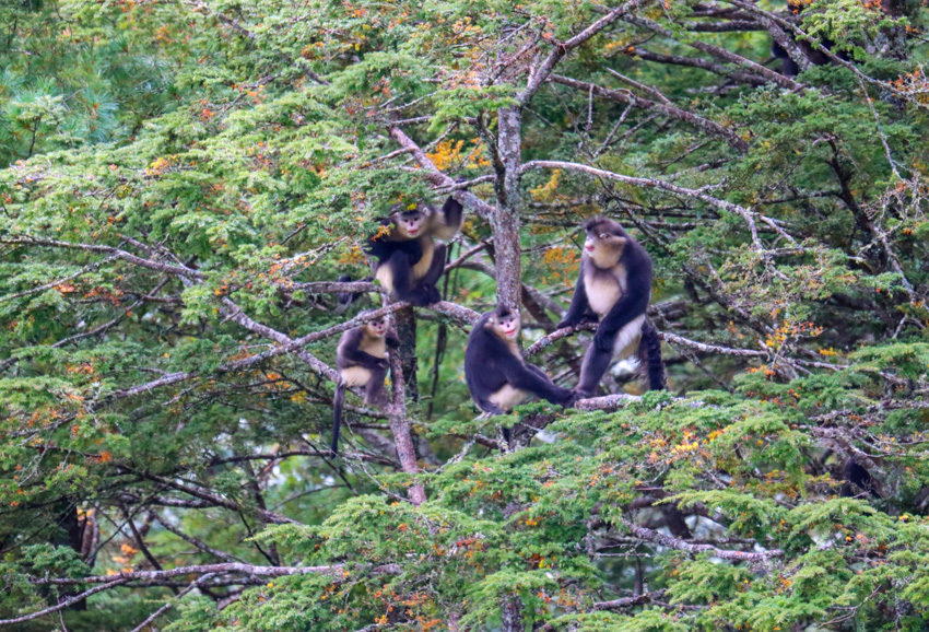 Yunnan snub-nosed monkeys flourish in nature reserve in SW China