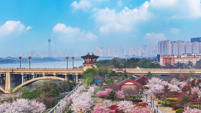 In pics: Flowers bloom in Luoyang, C China's Henan