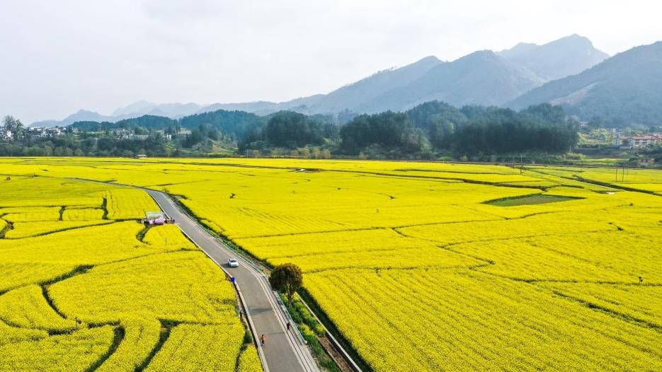 Blooming flowers boost rural tourism of Guiding County, SW China's Guizhou