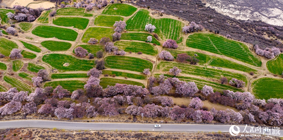 In pics: Picturesque scenery of peach blossoms in Nyingchi, SW China's Xizang