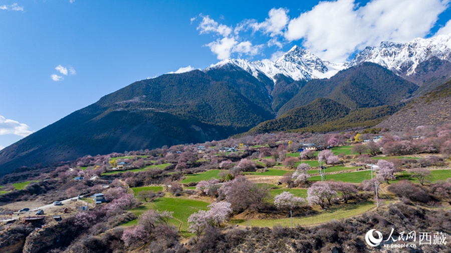 In pics: Picturesque scenery of peach blossoms in Nyingchi, SW China's Xizang