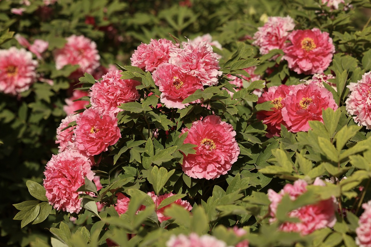 Visitors admire Chinese peonies in Luoyang