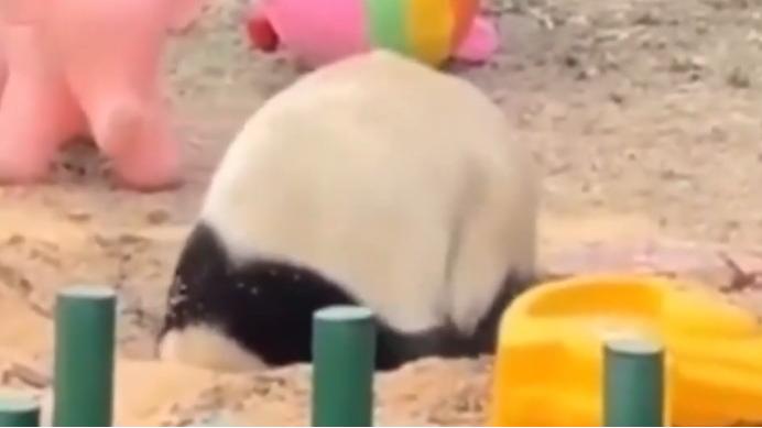 Cute digging panda