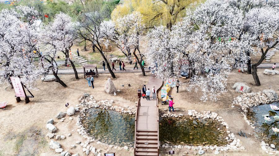 Aerial views of blooming apricot flowers in N China's Inner Mongolia