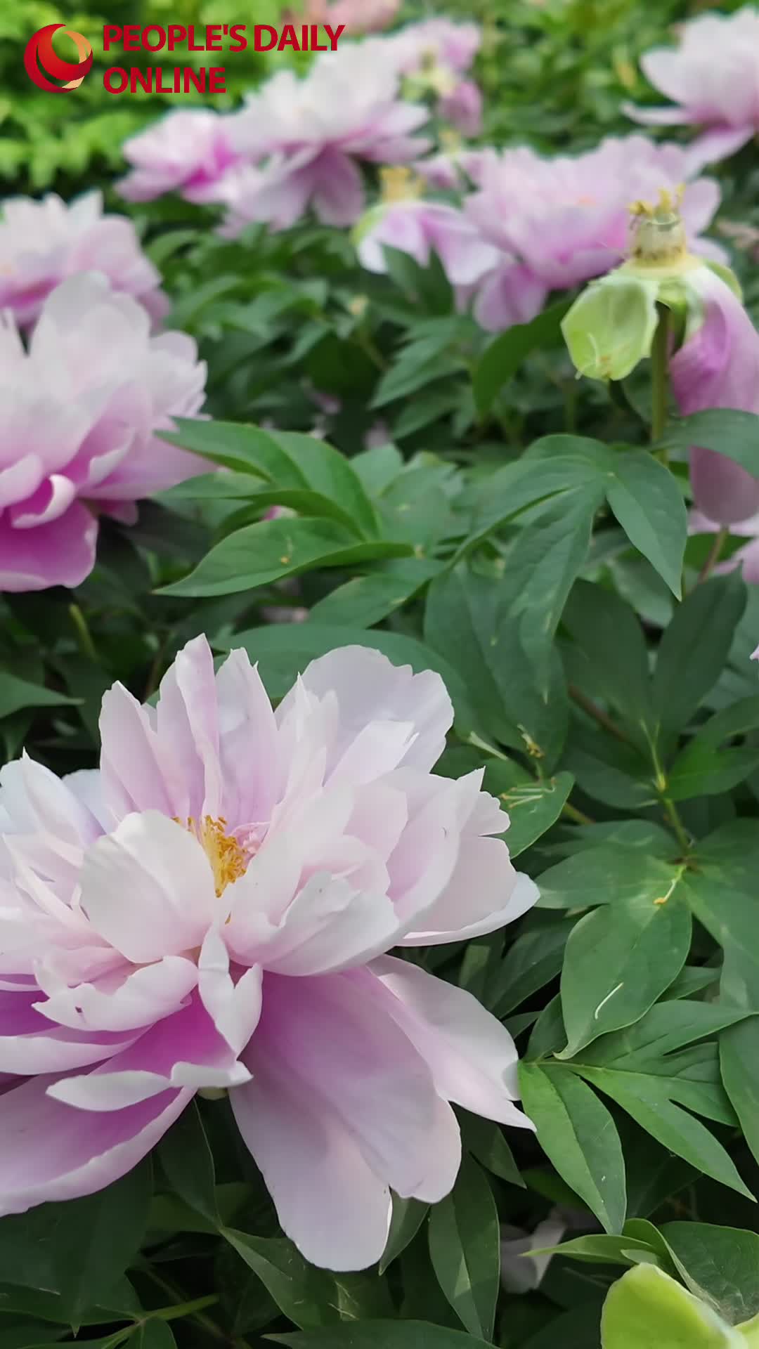 Peonies bloom in full splendor in C China's Luoyang