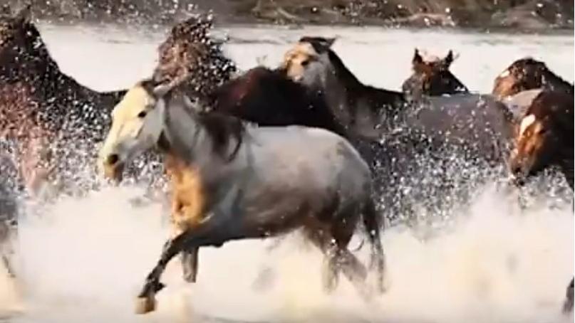Horses gallop through river in Northwest China