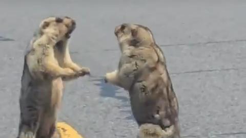 Marmot MMA in Gansu goes viral
