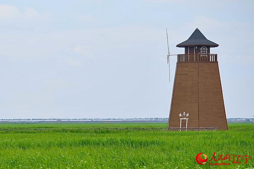 Daling River estuary in NE China's Liaoning home to nearly 100 bird species