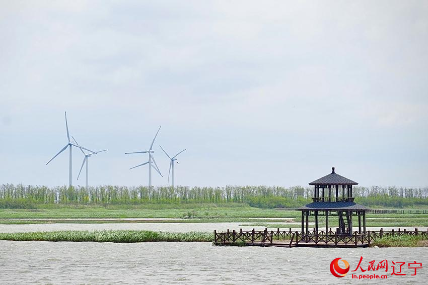 Daling River estuary in NE China's Liaoning home to nearly 100 bird species