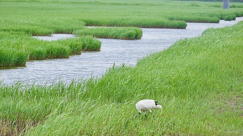 Daling River estuary in NE China's Liaoning home to nearly 100 bird species