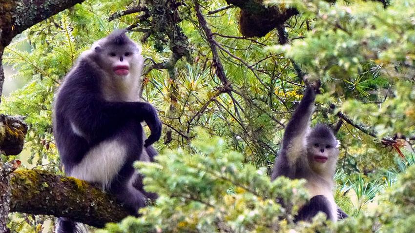 Black-and-white snub-nosed monkeys thrive at nature reserve in SW China's Yunnan