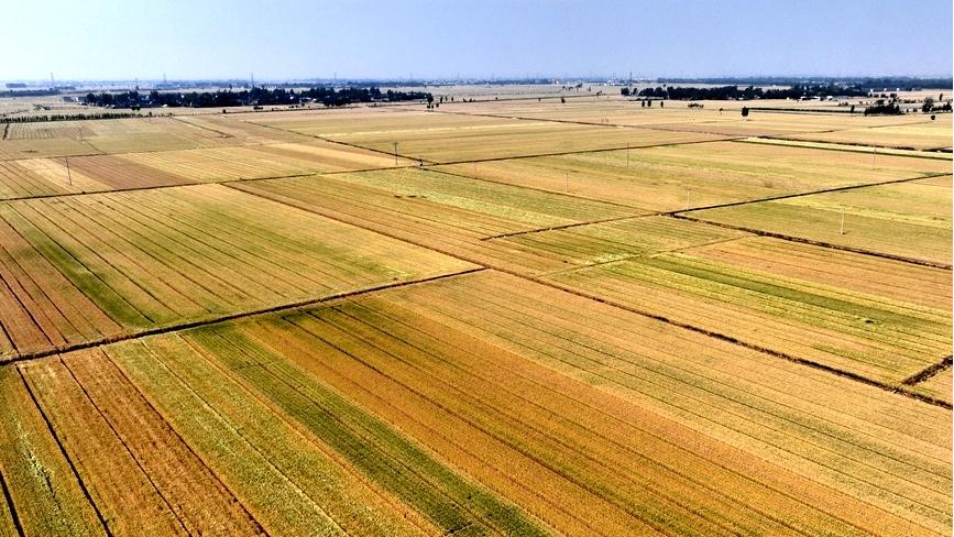 Wheat harvest nears across C China's Henan
