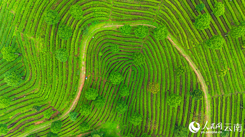 In pics: Aerial view reveals fingerprint-like tea terraces in SW China's Yunnan