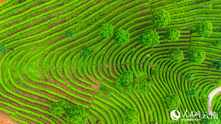 In pics: Aerial view reveals fingerprint-like tea terraces in SW China's Yunnan