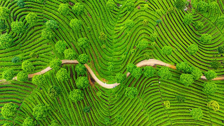 In pics: Aerial view reveals fingerprint-like tea terraces in SW China's Yunnan