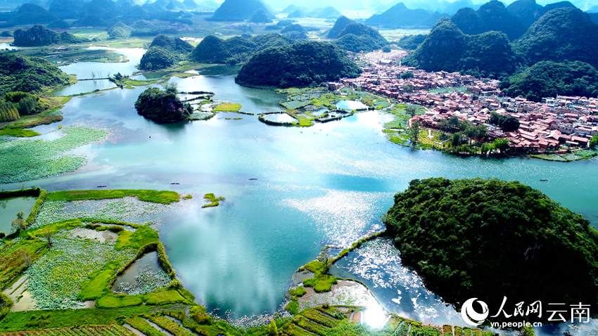 Summer lotus blooms lure tourists to Puzhehei in SW China's Yunnan