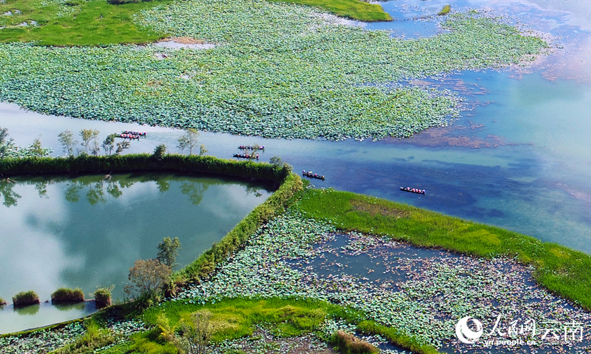 Summer lotus blooms lure tourists to Puzhehei in SW China's Yunnan