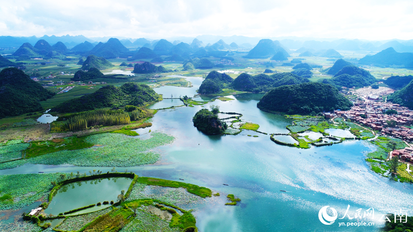 Summer lotus blooms lure tourists to Puzhehei in SW China's Yunnan