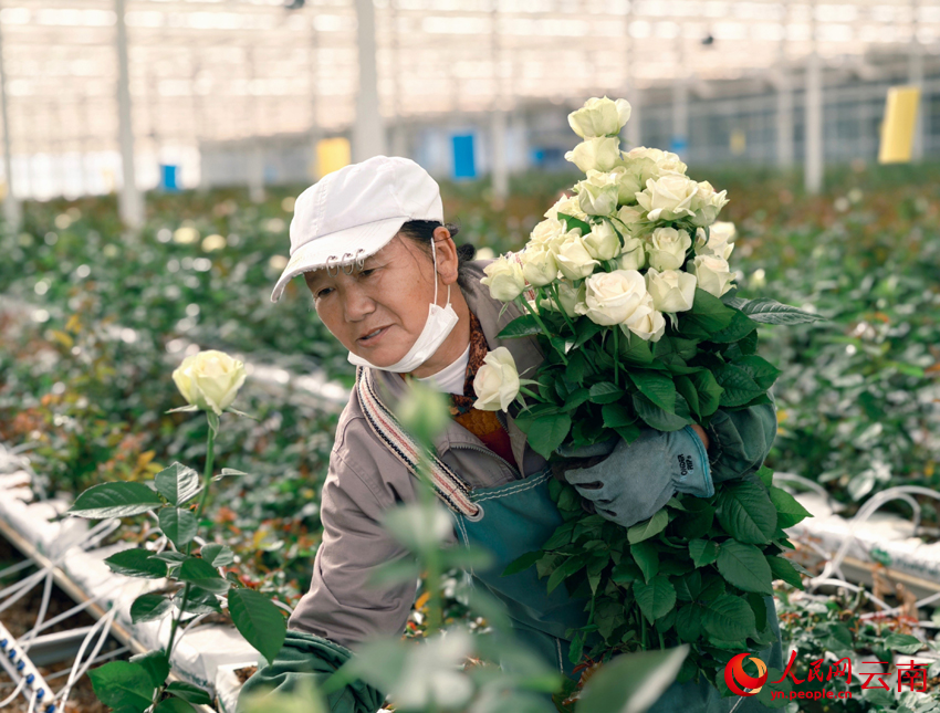 Fresh-cut flowers boost farmers' incomes in SW China's Yunnan