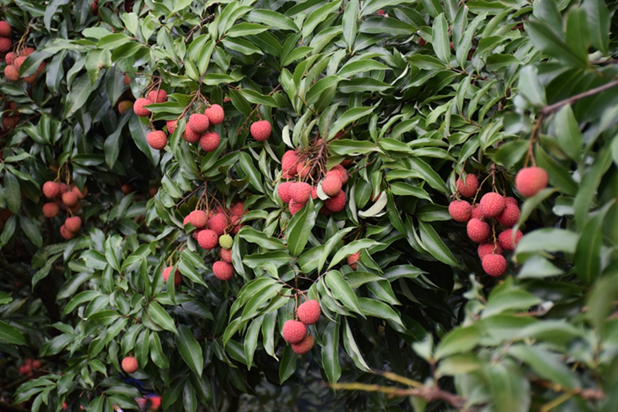 Farmers embrace bumper lychee harvest in Maoming, S China's Guangdong