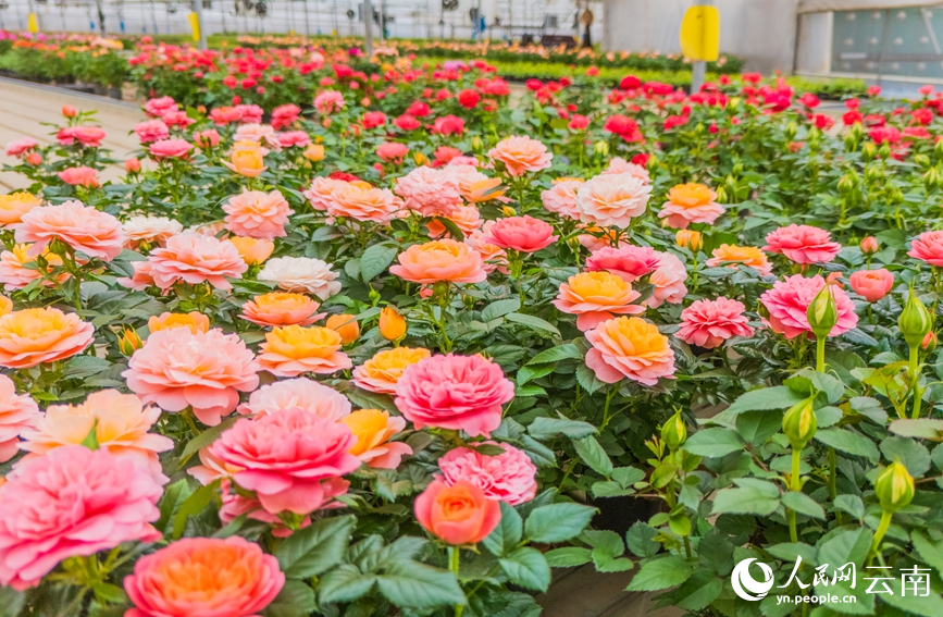 In pics: Flower industry thrives in Yuxi, SW China's Yunnan