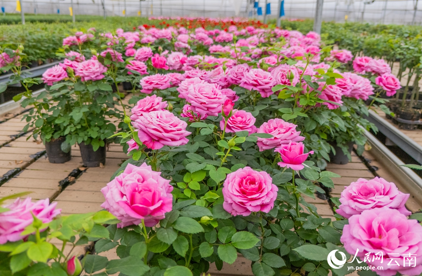 In pics: Flower industry thrives in Yuxi, SW China's Yunnan