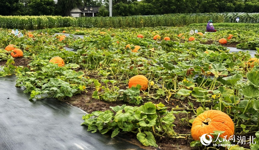 Over 3,000 agricultural innovation achievements on display in Wuhan, C China's Hubei