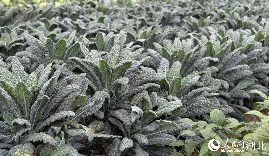 Over 3,000 agricultural innovation achievements on display in Wuhan, C China's Hubei