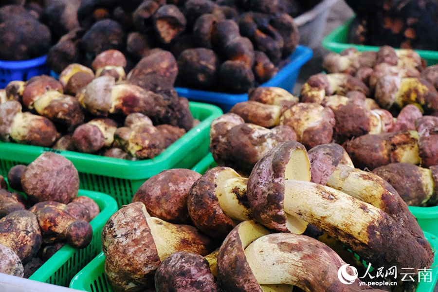 Wild mushrooms hit the market in SW China's Yunnan