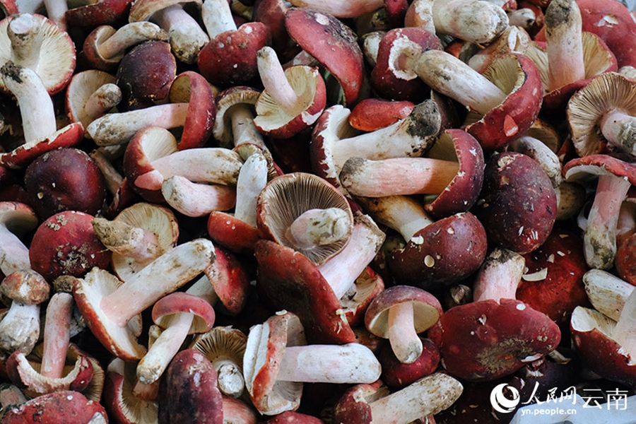 Wild mushrooms hit the market in SW China's Yunnan