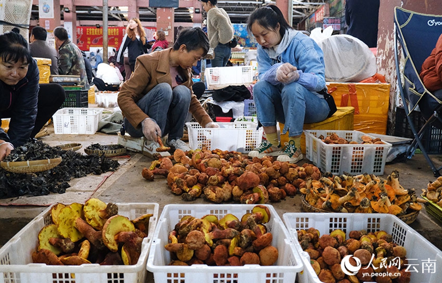 Wild mushrooms hit the market in SW China's Yunnan