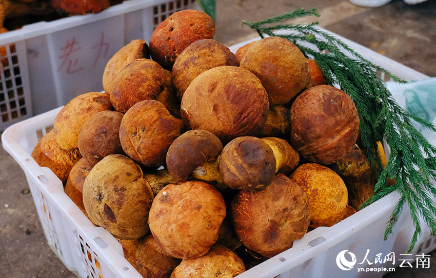 Wild mushrooms hit the market in SW China's Yunnan