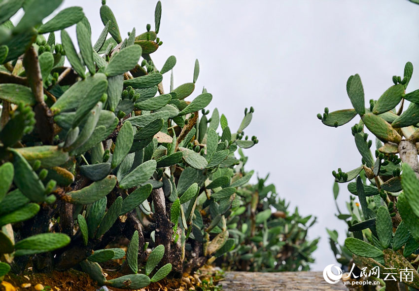 Cactus turns barren hills into green wealth