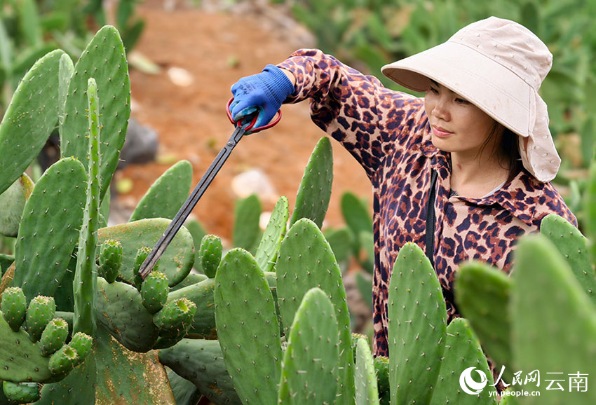 Cactus turns barren hills into green wealth