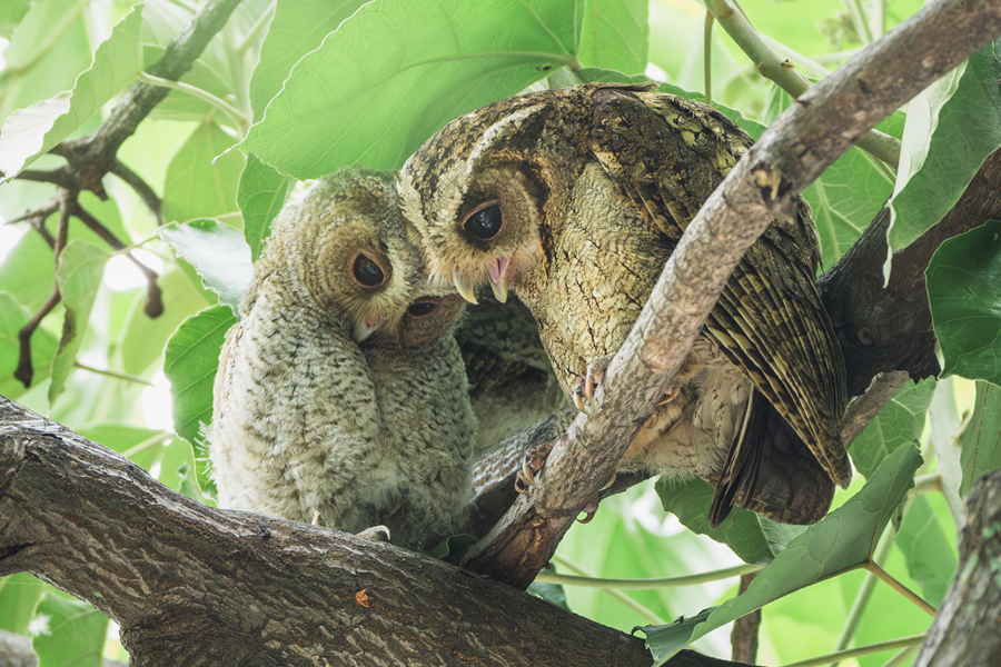 Collared scops owls spotted in Xiamen, SE China's Fujian