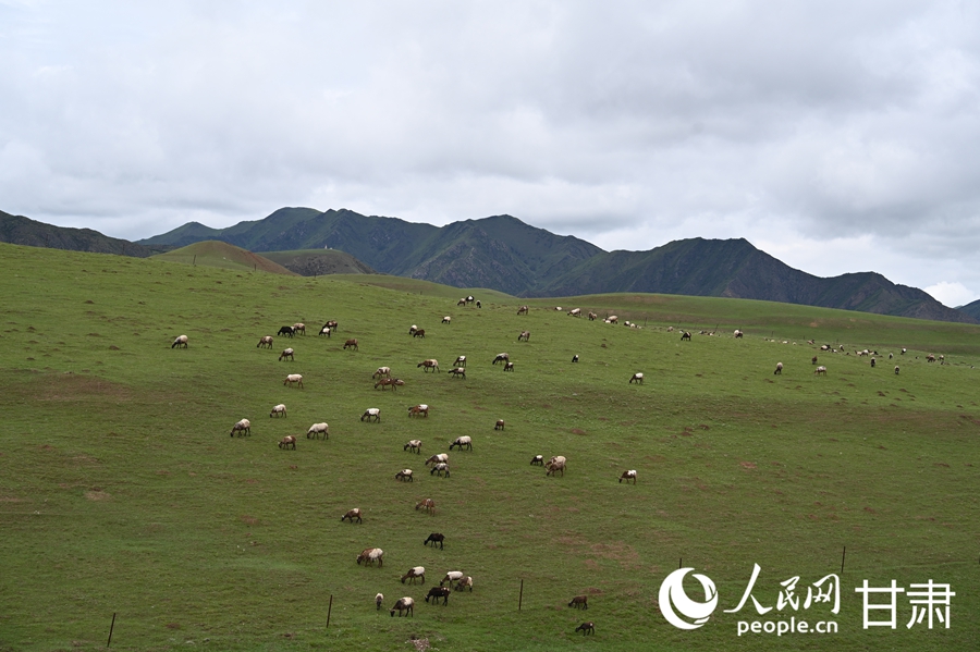 Pastoral summer scene unfolds on Sangke Grassland in Xiahe, NW China's Gansu