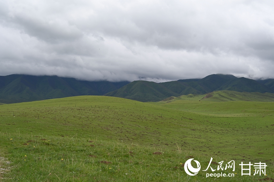Pastoral summer scene unfolds on Sangke Grassland in Xiahe, NW China's Gansu