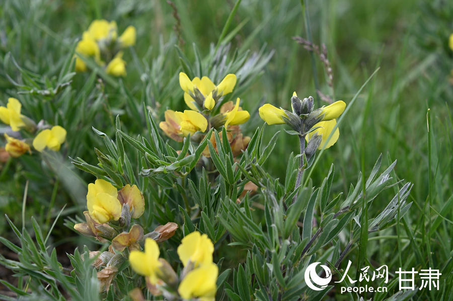 Pastoral summer scene unfolds on Sangke Grassland in Xiahe, NW China's Gansu