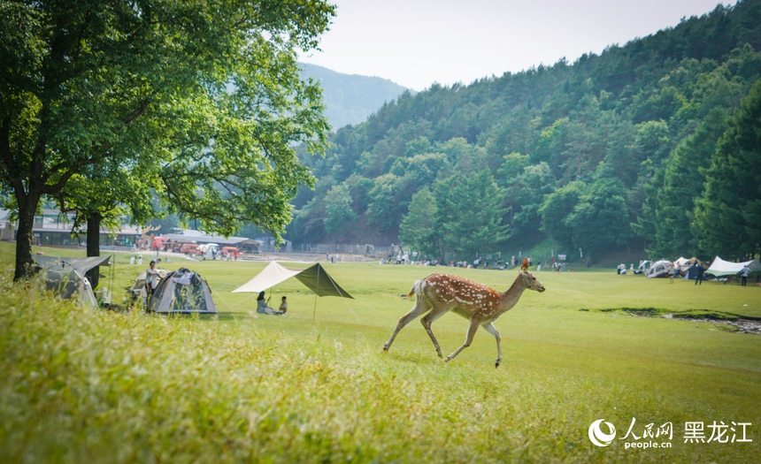 In pics: Deer park in NE China's Heilongjiang attracts visitors