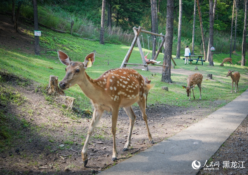 In pics: Deer park in NE China's Heilongjiang attracts visitors