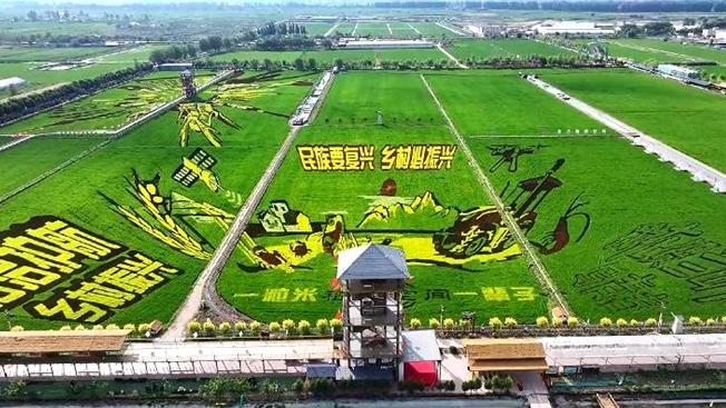 Splendid paddy field artworks in NW China's Ningxia