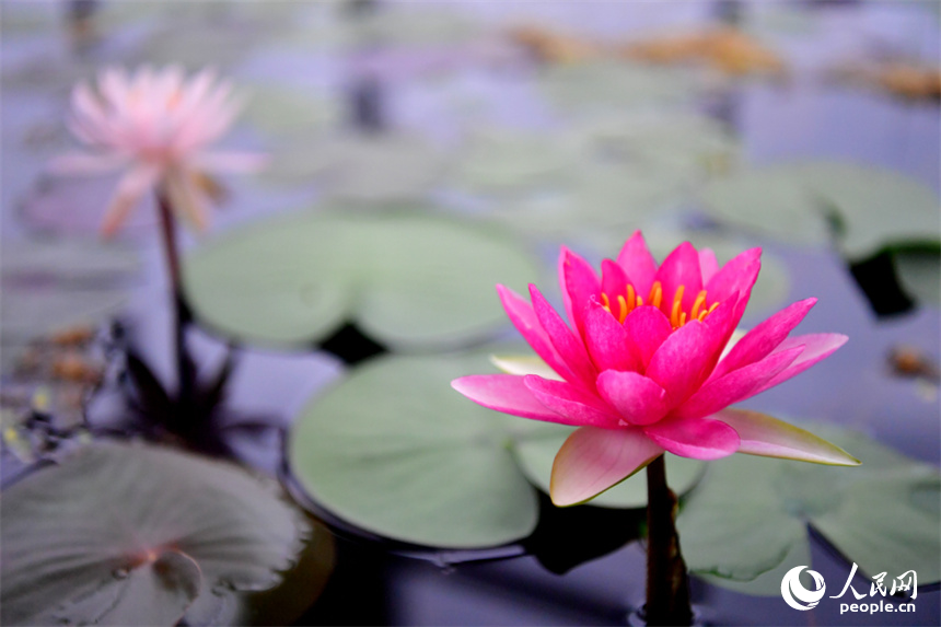 Over 500 varieties of lotus bloom in expo park in E China's Jiangxi