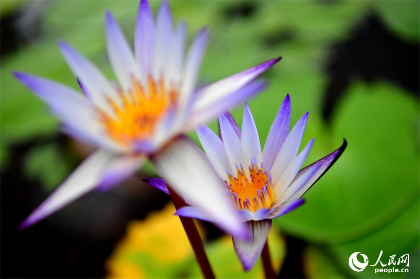 Over 500 varieties of lotus bloom in expo park in E China's Jiangxi
