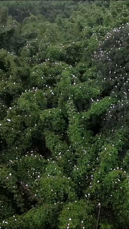 Birds that glitter, not just twitter