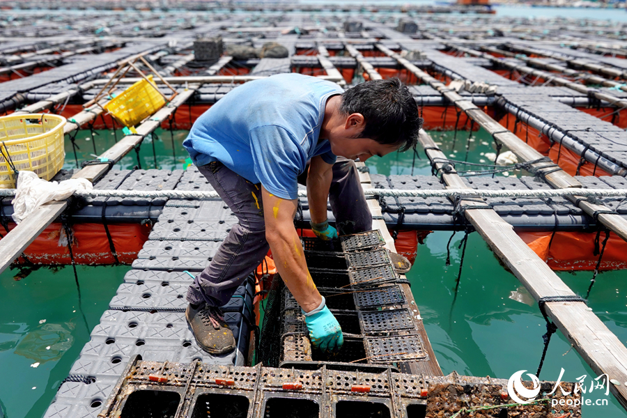 Abalone industry thrives in Lianjiang county, SE China's Fujian