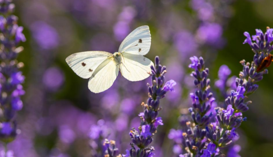 In pics: lavender blossoms at lavender field in Milton