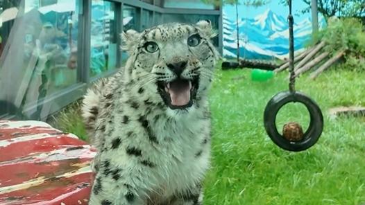 Rescued injured snow leopard cub's will to live stuns internet