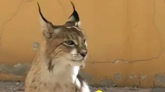 From hurt to healed: True rescue tales from real-life Zootopia